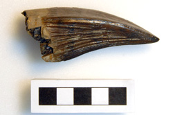 Pliosaur tooth